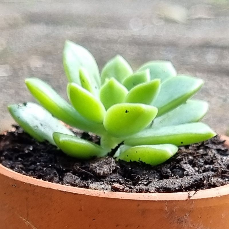 Home Grown Succulents